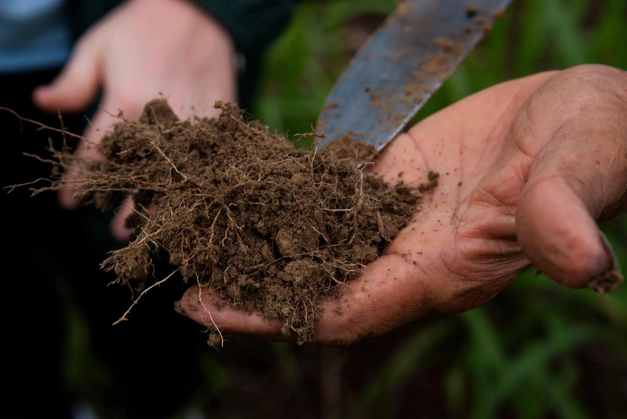 closeup of a pair of hands holding a fresh handful of soil